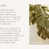Hartlane | Modern Serif - Image 3